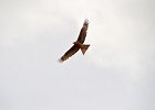 Aziatische Wespendief (Crested honey buzzard) (juveniel) - Hustai Nuruu 08-08-2016 (1)